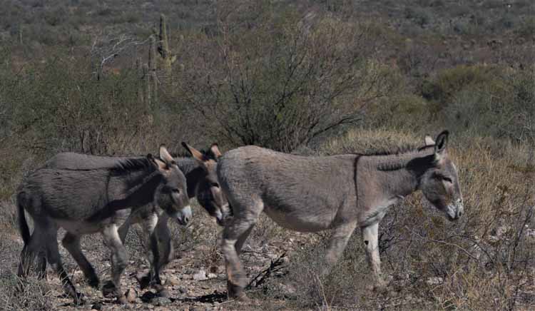 donkeys